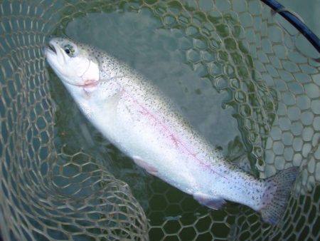 大安トラウトレイク 釣果