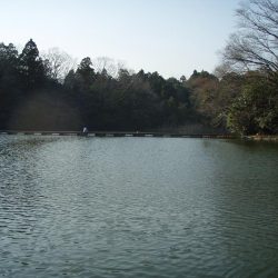 大安トラウトレイク 釣果