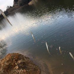 ワカサギ釣り、上津ダム壊滅的、布目ダム絶好調