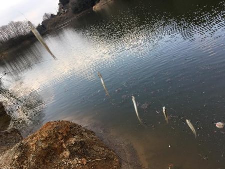 ワカサギ釣り、上津ダム壊滅的、布目ダム絶好調