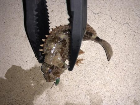 奴らは意外と足元に…！！