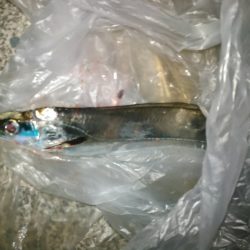 湾内は太刀魚、石津浜がヤリイカ絶好調！！！！！！