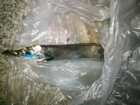 湾内は太刀魚、石津浜がヤリイカ絶好調！！！！！！