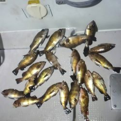 ボートメバリング