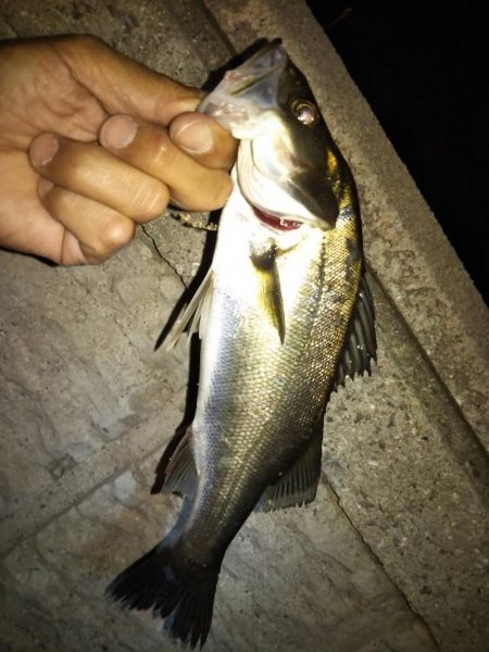 食料調達作戦❗