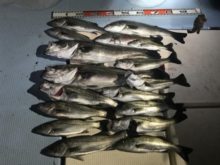 大漁！ボートシーバス