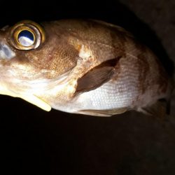 数釣りを楽しむ～