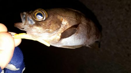 数釣りを楽しむ～