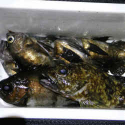 姫路メバル(2018-3)