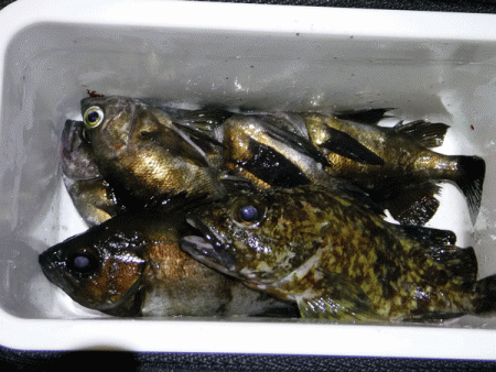 姫路メバル(2018-3)