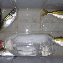 アジングからのカマッシング