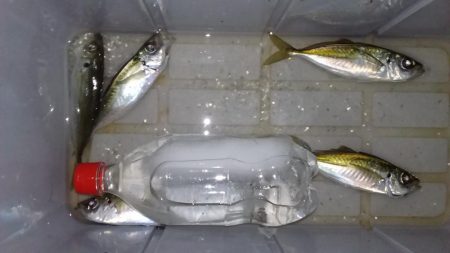 アジングからのカマッシング