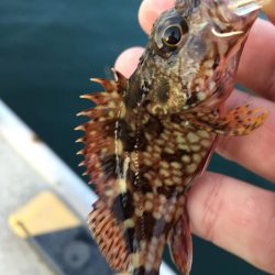 安定してます！癒しのライトゲーム！！