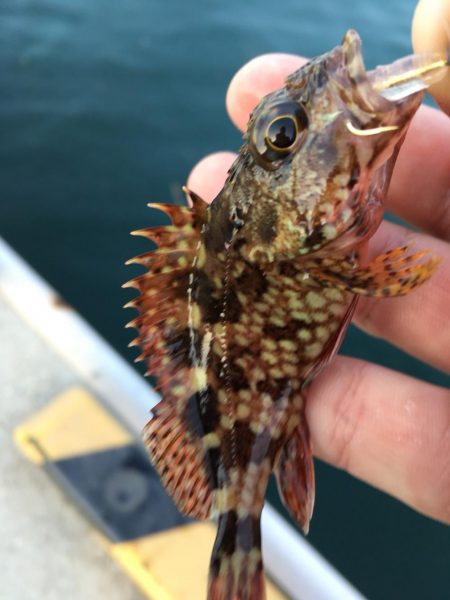 安定してます！癒しのライトゲーム！！