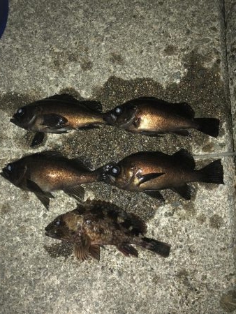 平日深夜のメバリング