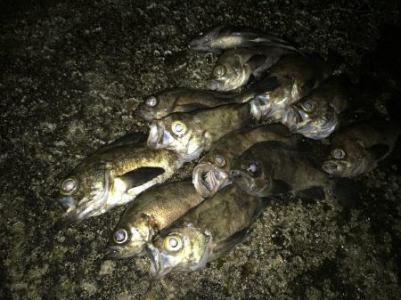 爆風メバリング！