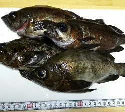 メバル釣れちゃいました。