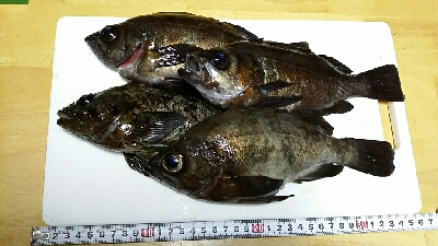 メバル釣れちゃいました。