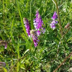 淡水小物釣り ~まだ活性低いかな~