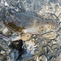 花見ガレイを狙いに･･･