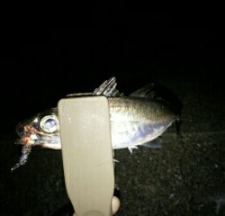 沼島遠征釣行その2