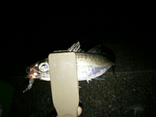 沼島遠征釣行その2