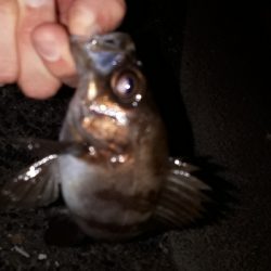 この潮、いける潮(笑)