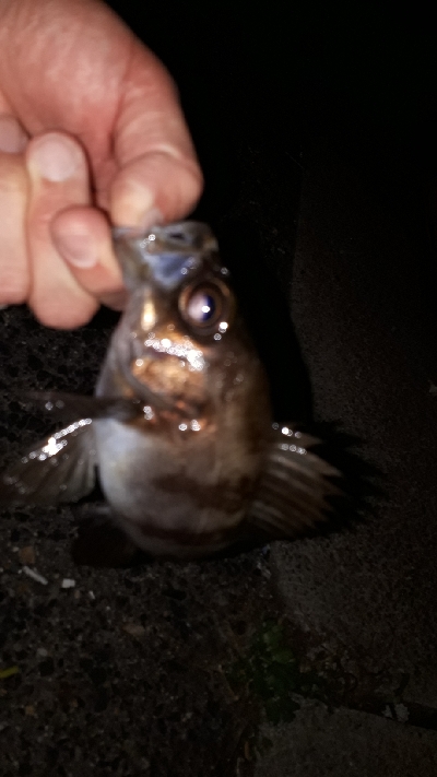 この潮、いける潮(笑)