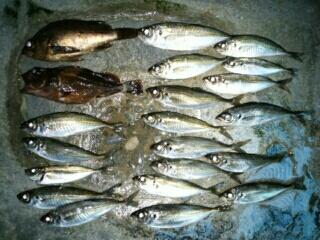 沼島遠征釣行その3