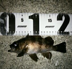 沼島遠征釣行その4（最終日）