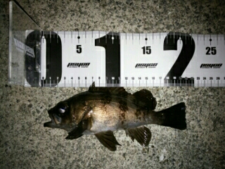 沼島遠征釣行その4（最終日）