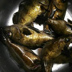 好調メバリング！( ￣▽￣)