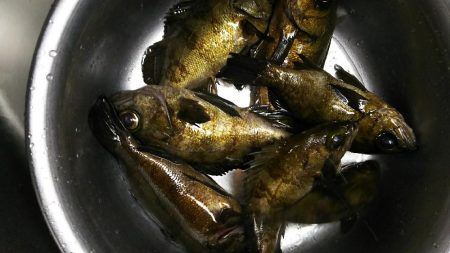 好調メバリング！( ￣▽￣)