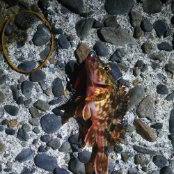 有田周辺をランガン