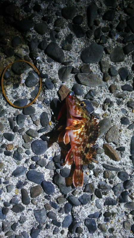 有田周辺をランガン