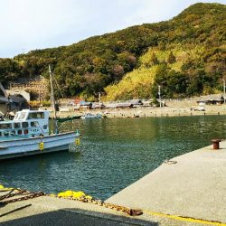 連日のアジさがし