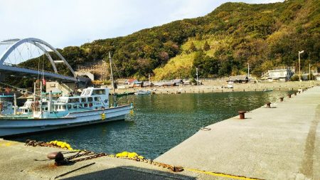 連日のアジさがし