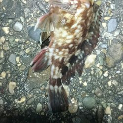 期待していたけど