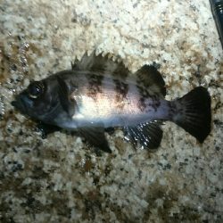 ボウズからの。