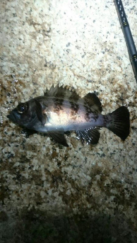 ボウズからの。