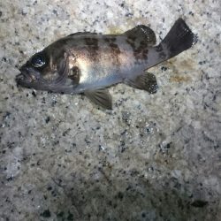 フロートメバリング