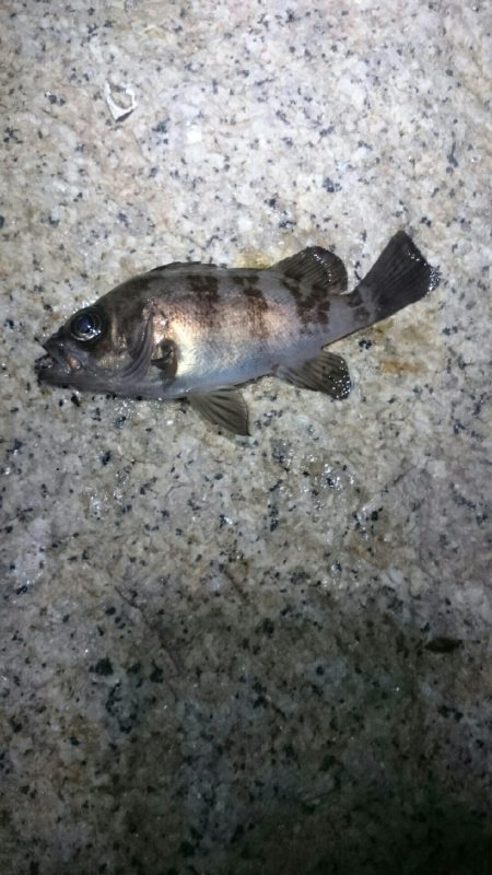 フロートメバリング