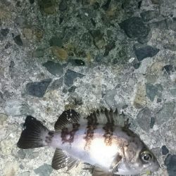 シーバスさえ居なければ？