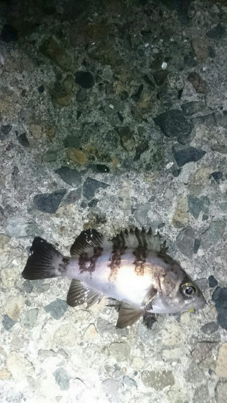 シーバスさえ居なければ？