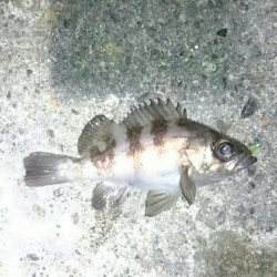 ショートバイト