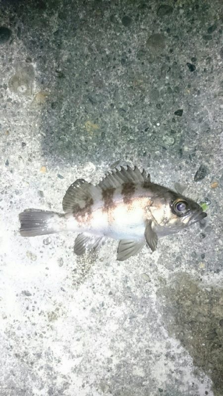 ショートバイト