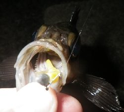 やっぱ、メバリング！