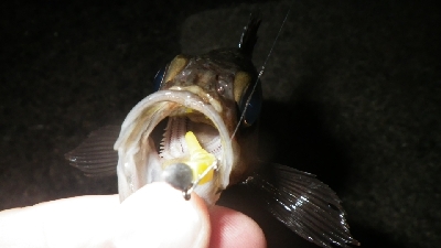 やっぱ、メバリング！