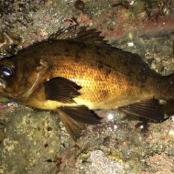 オカッパリと磯