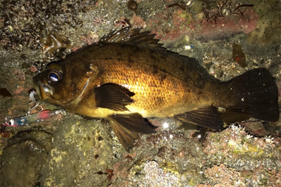 オカッパリと磯